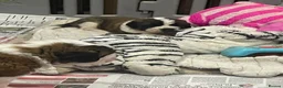 Saint Bernard dogs for sale: Saint Bernard Pups (KC Reg) in Larkhall - Advert 18