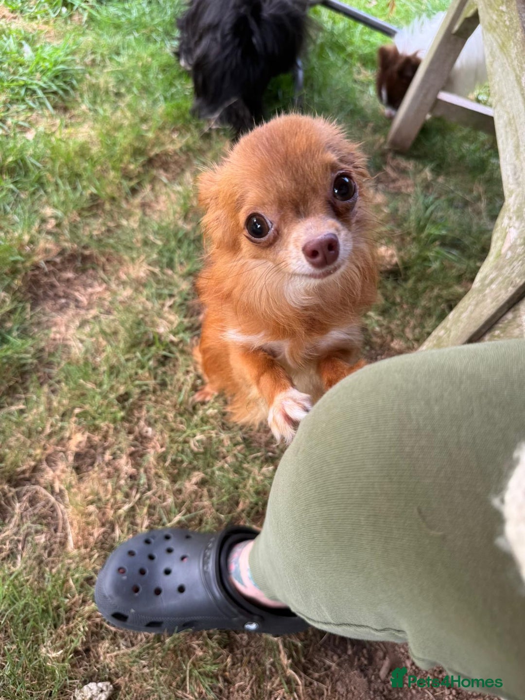 Chihuahua dogs for sale: Gorgeous long haired pedigree Chihuahua - Image 2