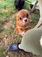 Chihuahua dogs - Advert 1