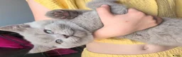 Selkirk Rex cats for sale: 😻 Stunning Selkirk Rex Kittens 😻 - Advert 8