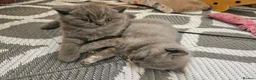 British Shorthair cats for sale: Champion lines British Shorthair kittens  - Advert 9
