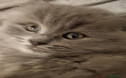 British Longhair cats for sale: 5 x beautiful BLH kittens for sale - Advert 17