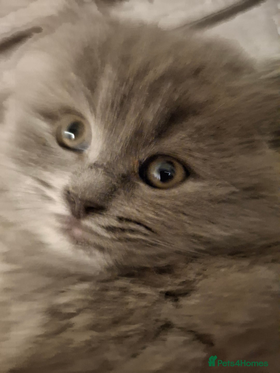 British Longhair cats for sale: 5 x beautiful BLH kittens for sale - Advert 17