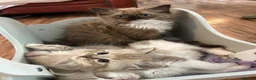 Ragdoll cats for sale: Mink & Sepia Ragdolls Cherubim TICA Pedigree  - Advert 3