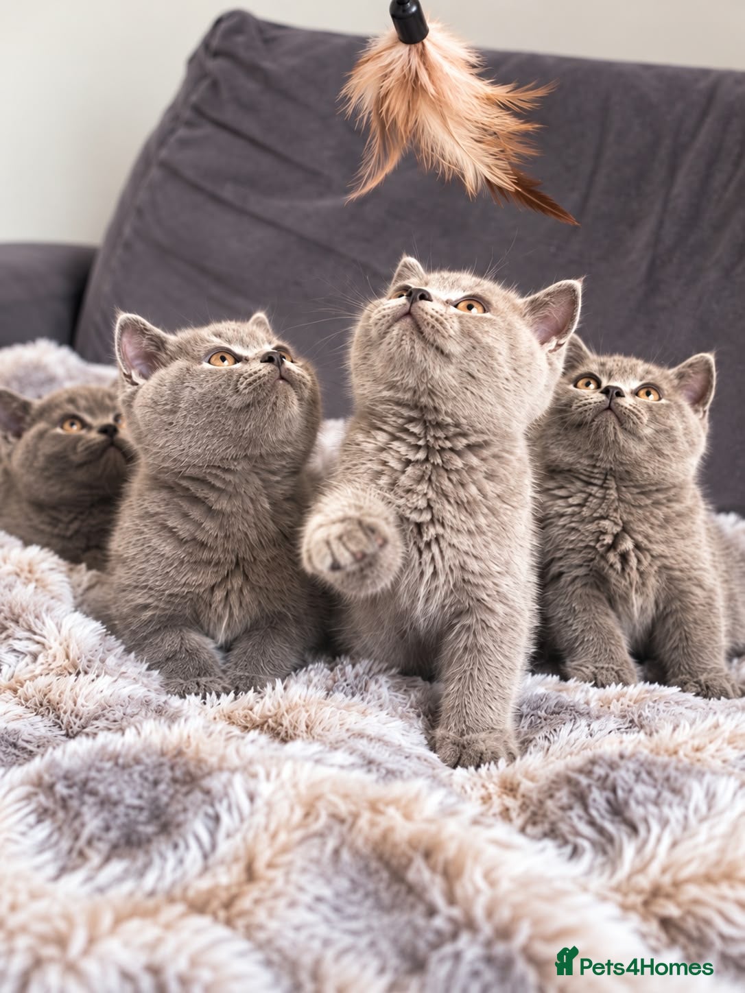 British Shorthair cats 6 gorgeous bsh for sale ❤️ - Advert 2