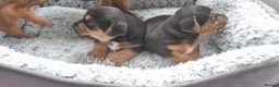 Jack Russell dogs for sale: Jack Russel Terrier in York - Advert 7