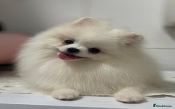 Pomeranian dogs for sale: White and Orange Pomeranian Boys in London - Image 21