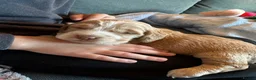 Cocker Spaniel dogs for sale: Litter of 5 - Advert 8