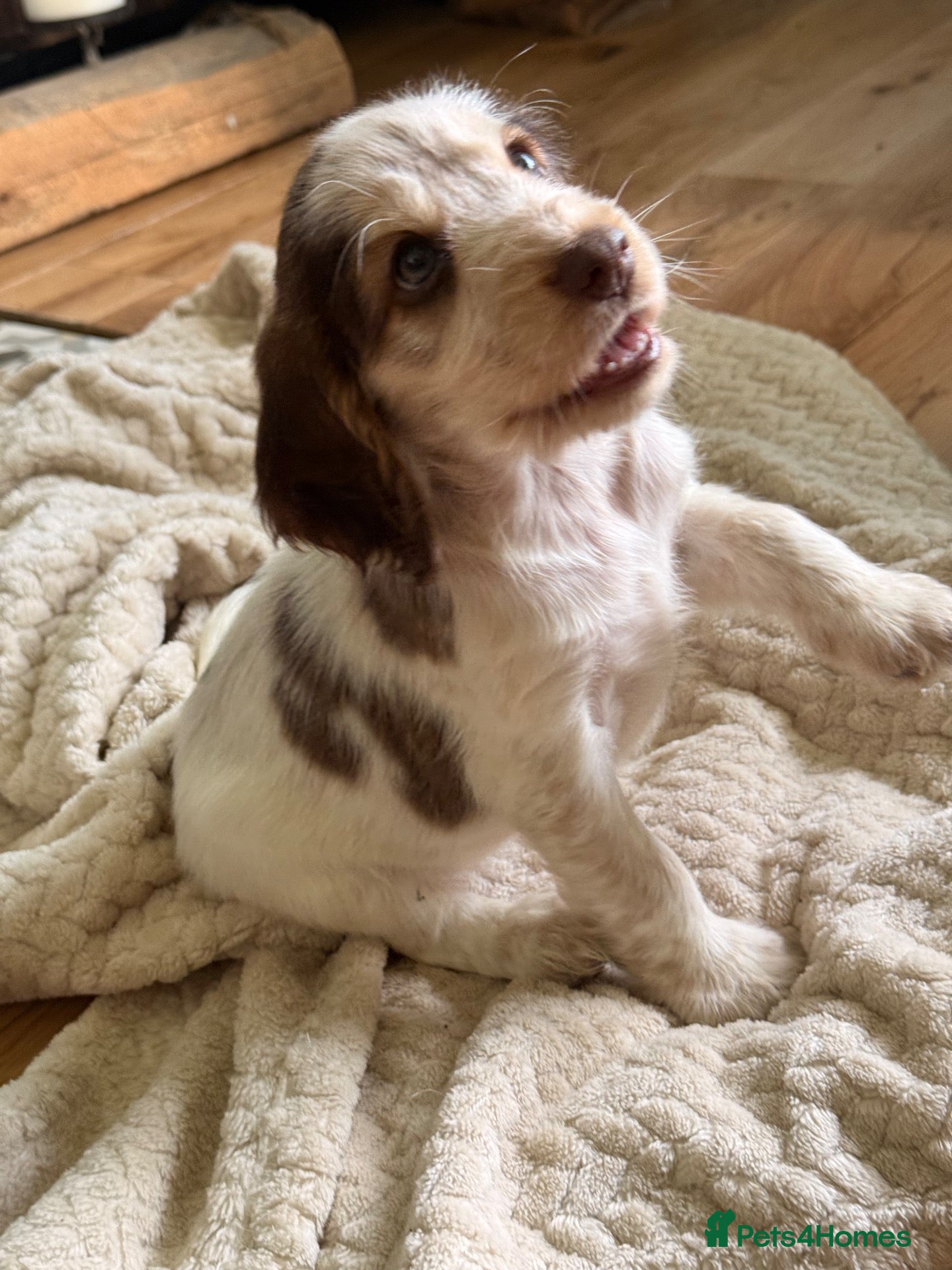 Cocker Spaniel dogs Show cocker spaniels  - Advert 2