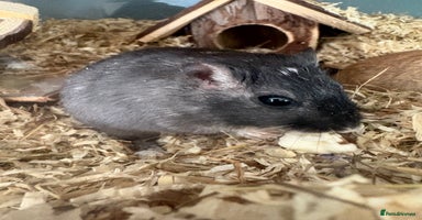 Gerbil rodents - Advert 15