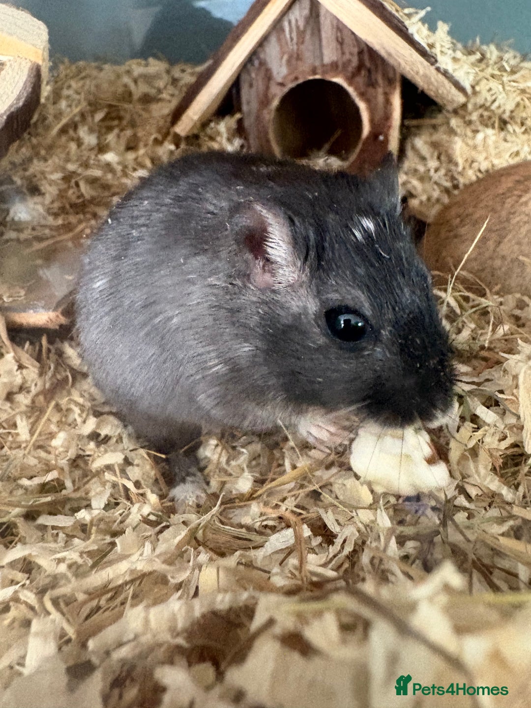 Gerbil rodents for sale: 4 bonded female gerbils and set up - Image 2