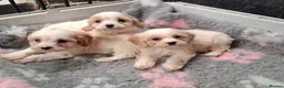 Cavapoo dogs for sale: Beautiful Cavapoo's for sale - Advert 5