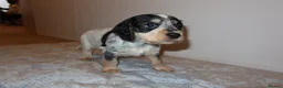 Cocker Spaniel dogs for sale: Cocker spaniel puppies tri - Advert 15
