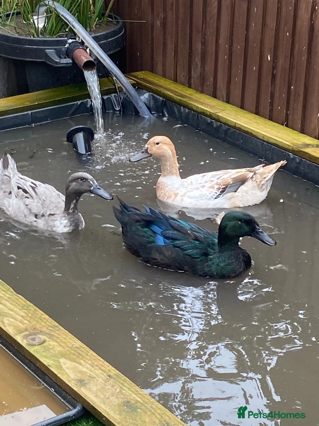 Ducks poultry for sale: 3 Ducks for sale  - Advert 1