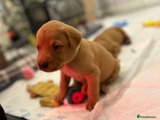 Labrador Retriever dogs Fox red labrador pups Glasgow - Advert 1