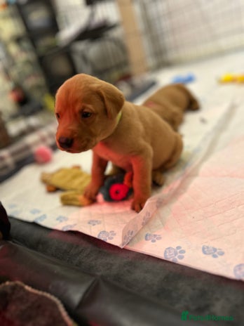 Labrador Retriever dogs Fox red labrador pups Glasgow - Advert 1
