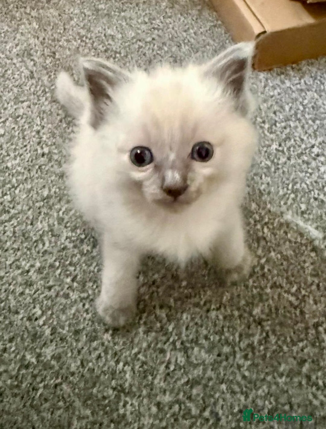 Ragdoll cats for sale: Exquisite Ragdoll Kittens Available - Advert 5