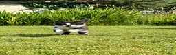 Mixed Breed cats for sale: black and white kittens looking for a forever home in Llanelli - Advert 2
