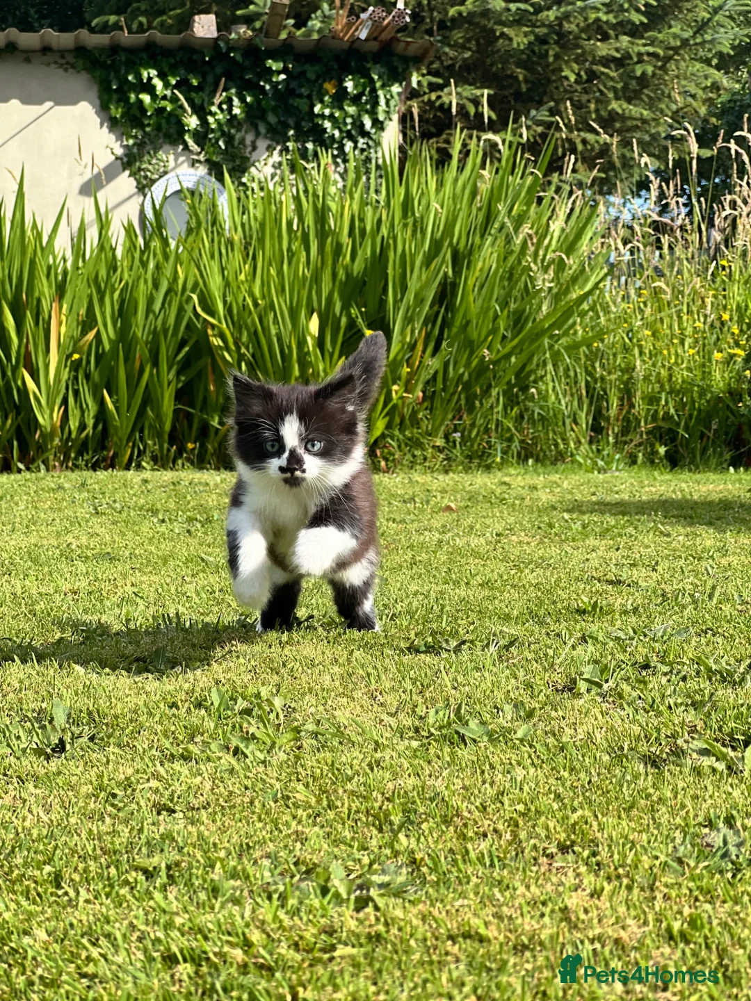 Mixed Breed cats for sale: black and white kittens looking for a forever home in Llanelli - Advert 2