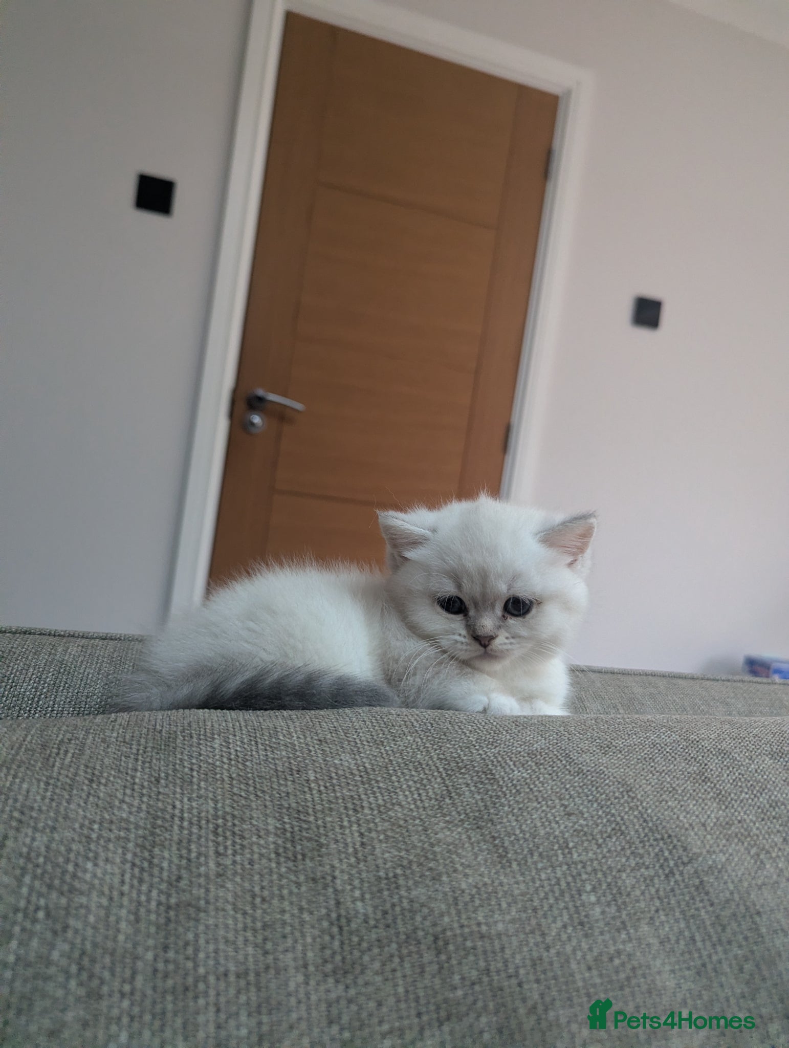 British Shorthair cats Beautiful British shorthair kittens - Advert 1