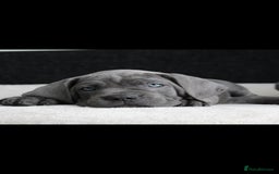 Cane Corso dogs for sale: BEAUTIFUL BLUE CANE CORSO GIRLS - Image 7