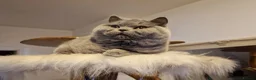British Shorthair cats for sale: Tica British Shorthair & Longhair Champion Lines in Wigan - Advert 36
