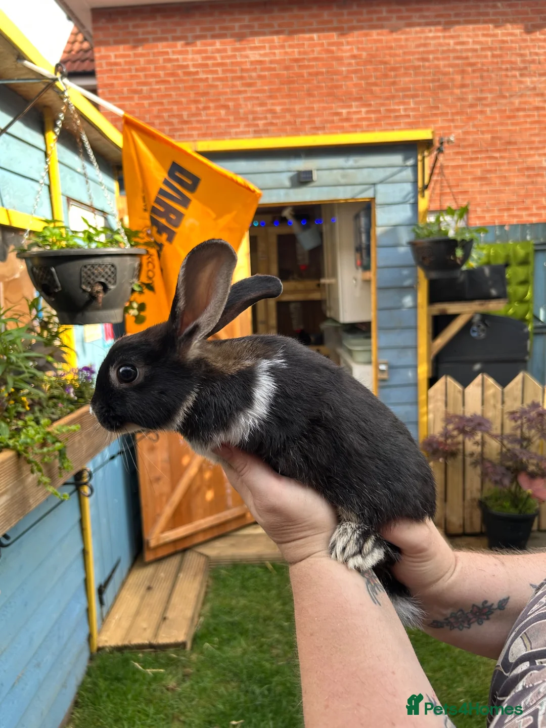 Harlequin rabbits for sale: Harlequin/ Rex baby bunnies  - Advert 10