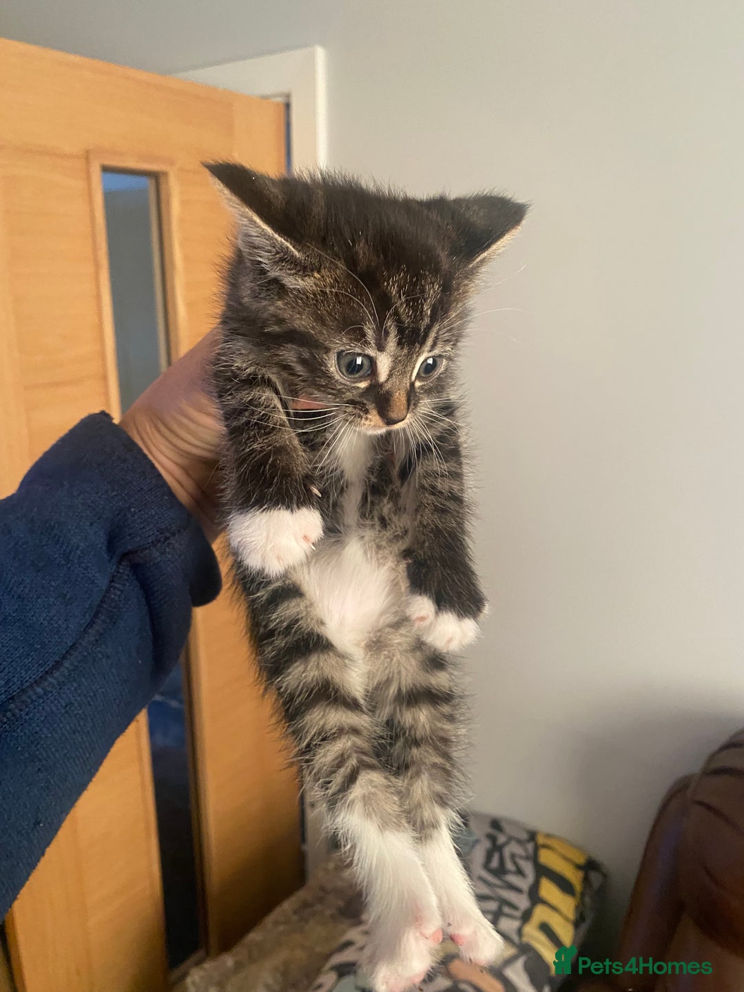 Mixed Breed cats for sale: Beautiful female kitten looking for new home - Advert 12