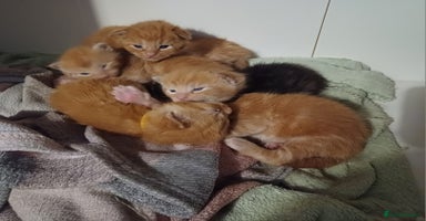 Maine Coon cats - Advert 9