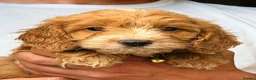 Cockapoo dogs for sale: F1 Cockapoo Pups Ready to go if you are Ready  - Advert 3
