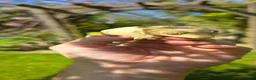 Gecko reptiles for sale: Yellow female Crested gecko  in Crawley - Advert 2