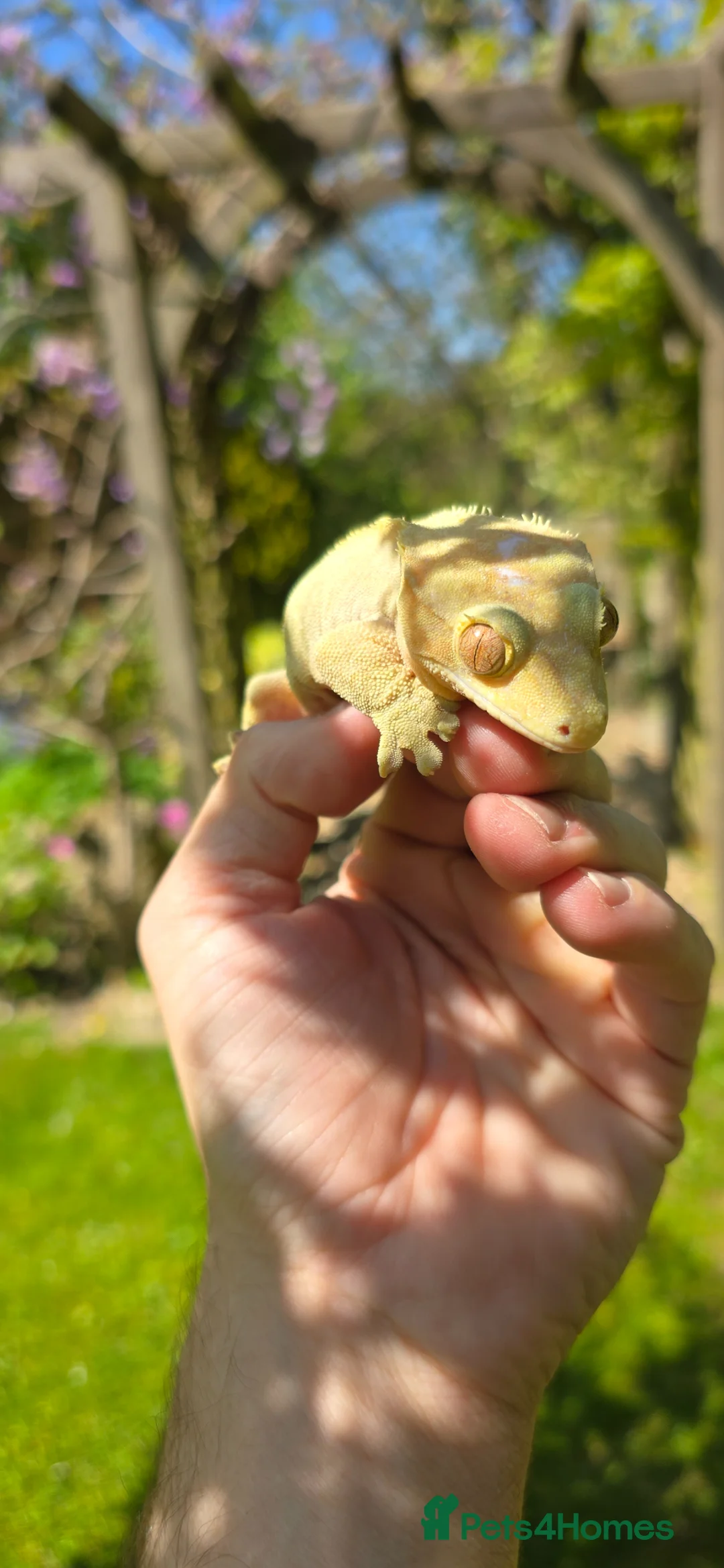 Gecko reptiles for sale: Yellow female Crested gecko  in Crawley - Advert 2