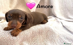 Miniature Dachshund dogs for sale: 8 MINIATURE DACHSHUNDS - Advert 3