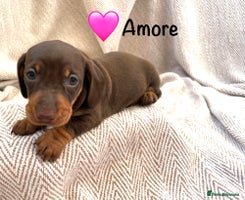 Miniature Dachshund dogs 8 MINIATURE DACHSHUNDS - Advert 6