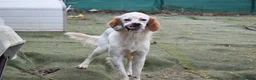 English Setter dogs for adoption: Torre - Advert 5