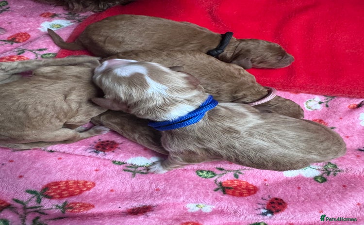 Double Doodle dogs - Advert 1