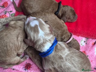 Double Doodle dogs - Advert 1