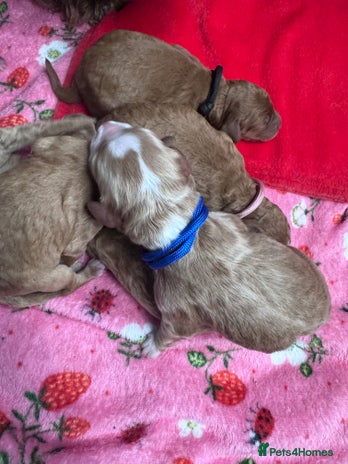 Double Doodle dogs - Advert 1