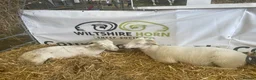 Sheep livestock for sale: Wiltshire Horn Ewe Lambs - Advert 5