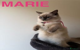 Ragdoll cats for sale: Ragdoll Kittens Looking for Their Forever Homes  - Image 21