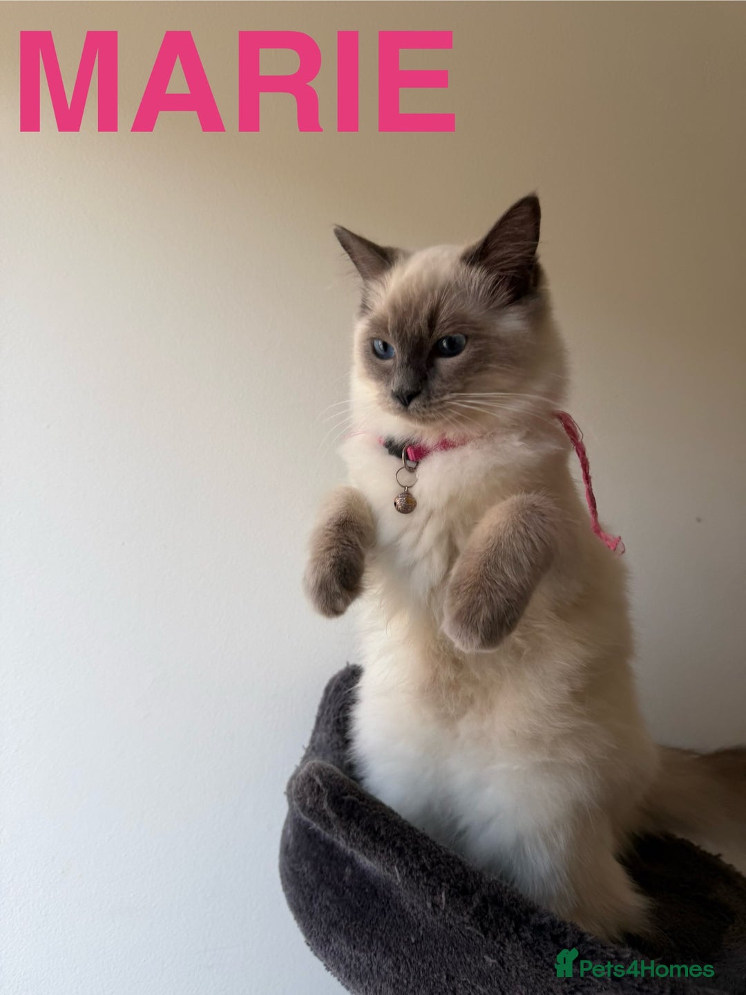 Ragdoll cats for sale: Ragdoll Kittens Looking for Their Forever Homes  - Image 21
