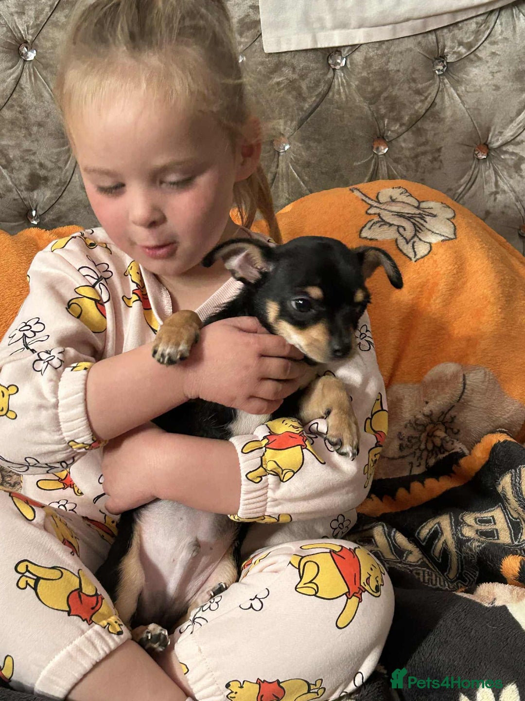 Chihuahua dogs for sale: Boy chihuahua puppy  - Image 1