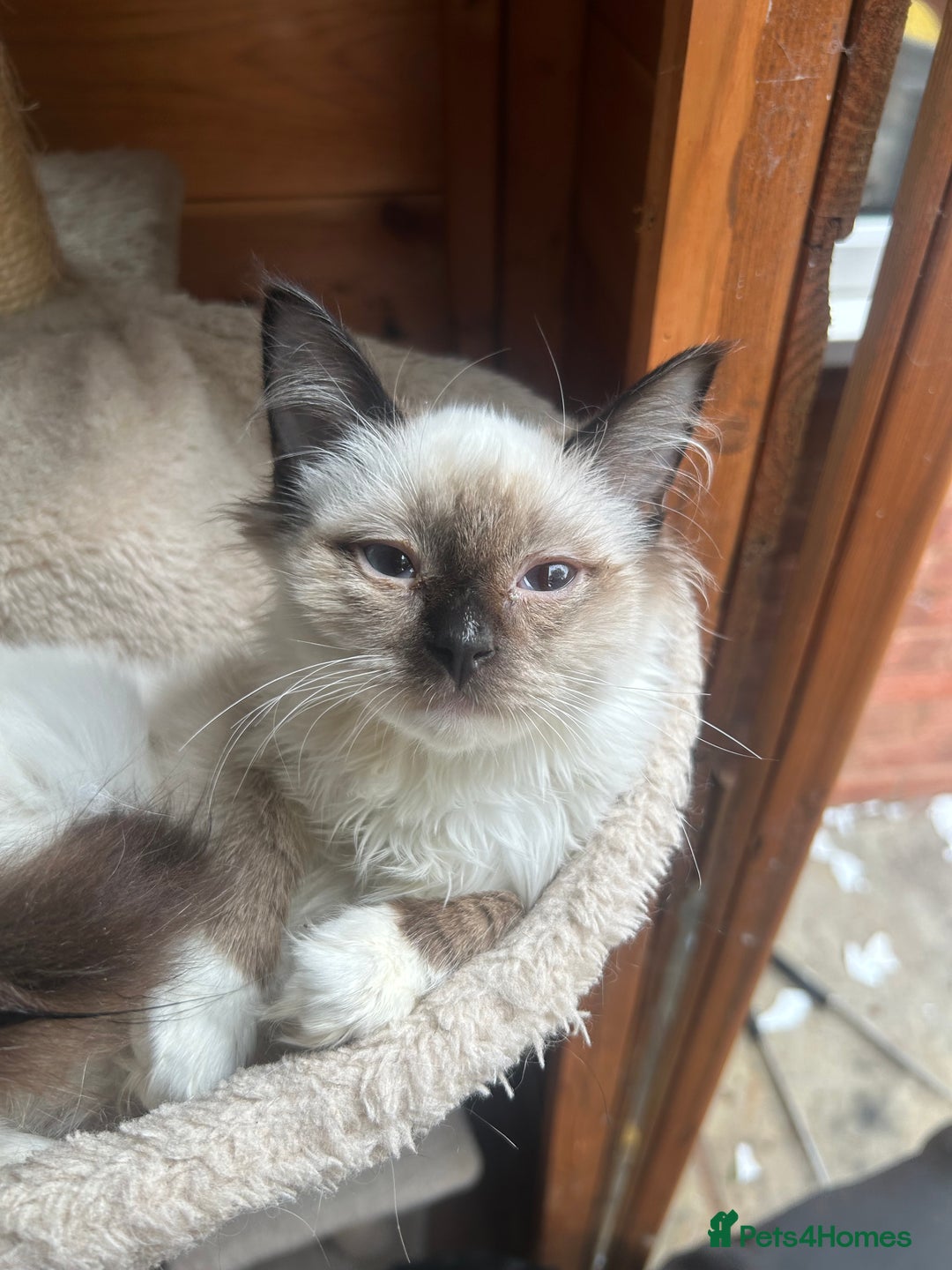 Ragdoll cats for sale: X3 Ragdolls (flame point, bicolour and seal point) - Image 5