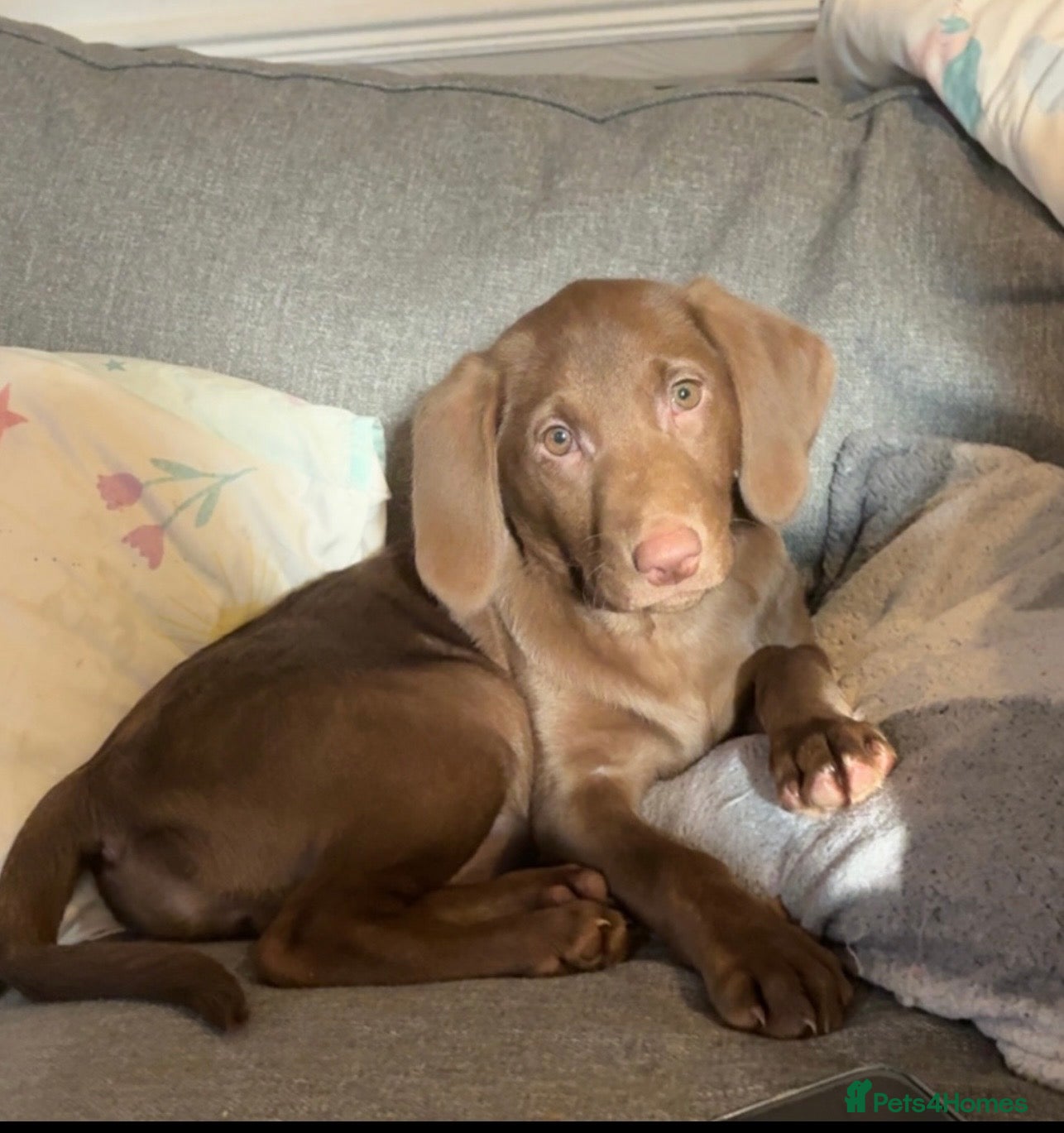 Labrador Retriever dogs Millie the chocolate brown labrador - Advert 1