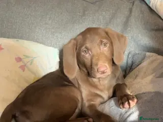 Labrador Retriever dogs Millie the chocolate brown labrador - Advert 1