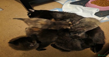 British Longhair cats Beautiful British longhair kittens - Advert 11