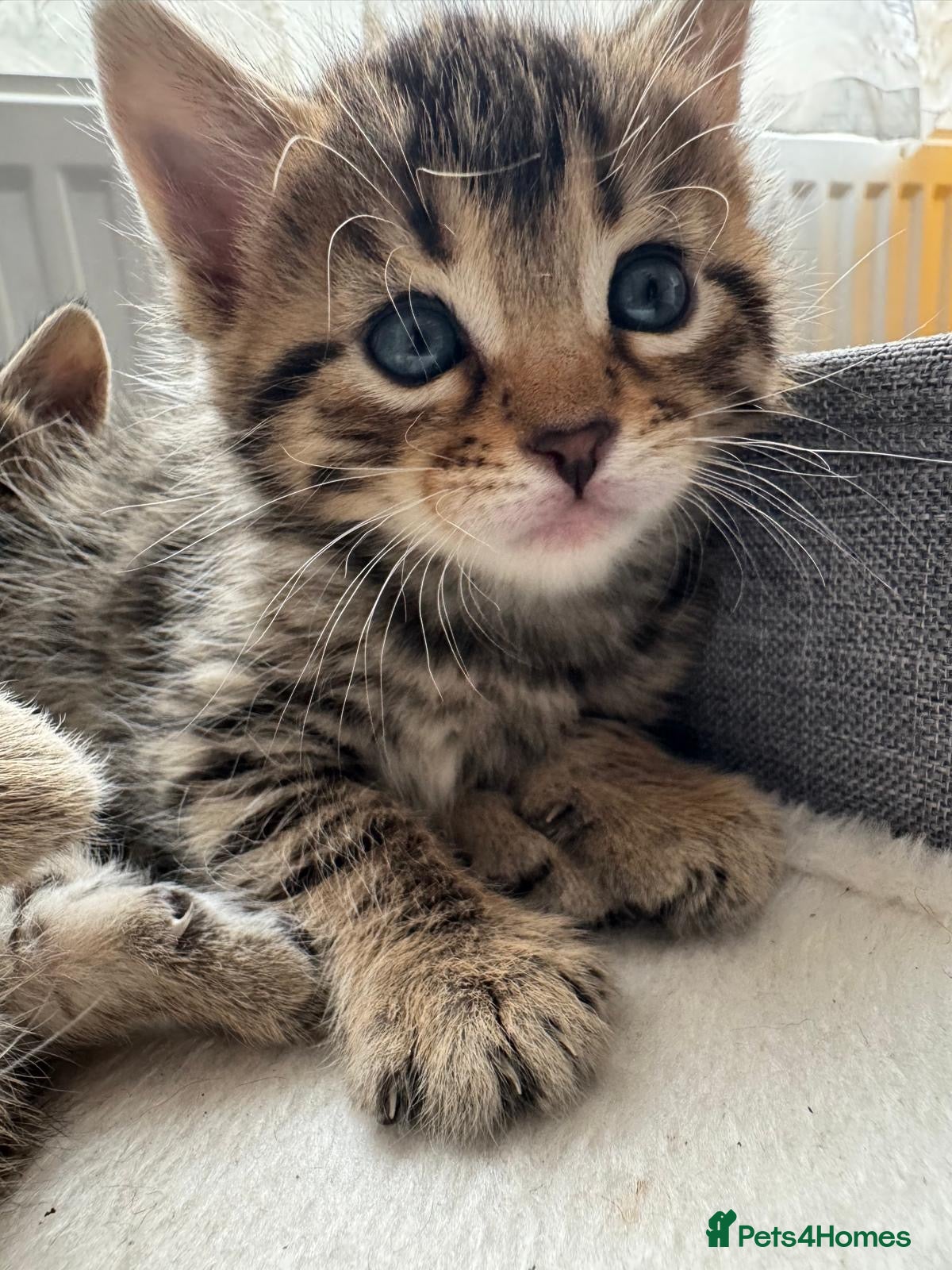 Bengal cats for sale: Adorable little creatures, bengals - Advert 7