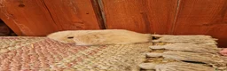 Mini Lop rabbits for sale: Paisley's Bunny Barn  - Advert 5