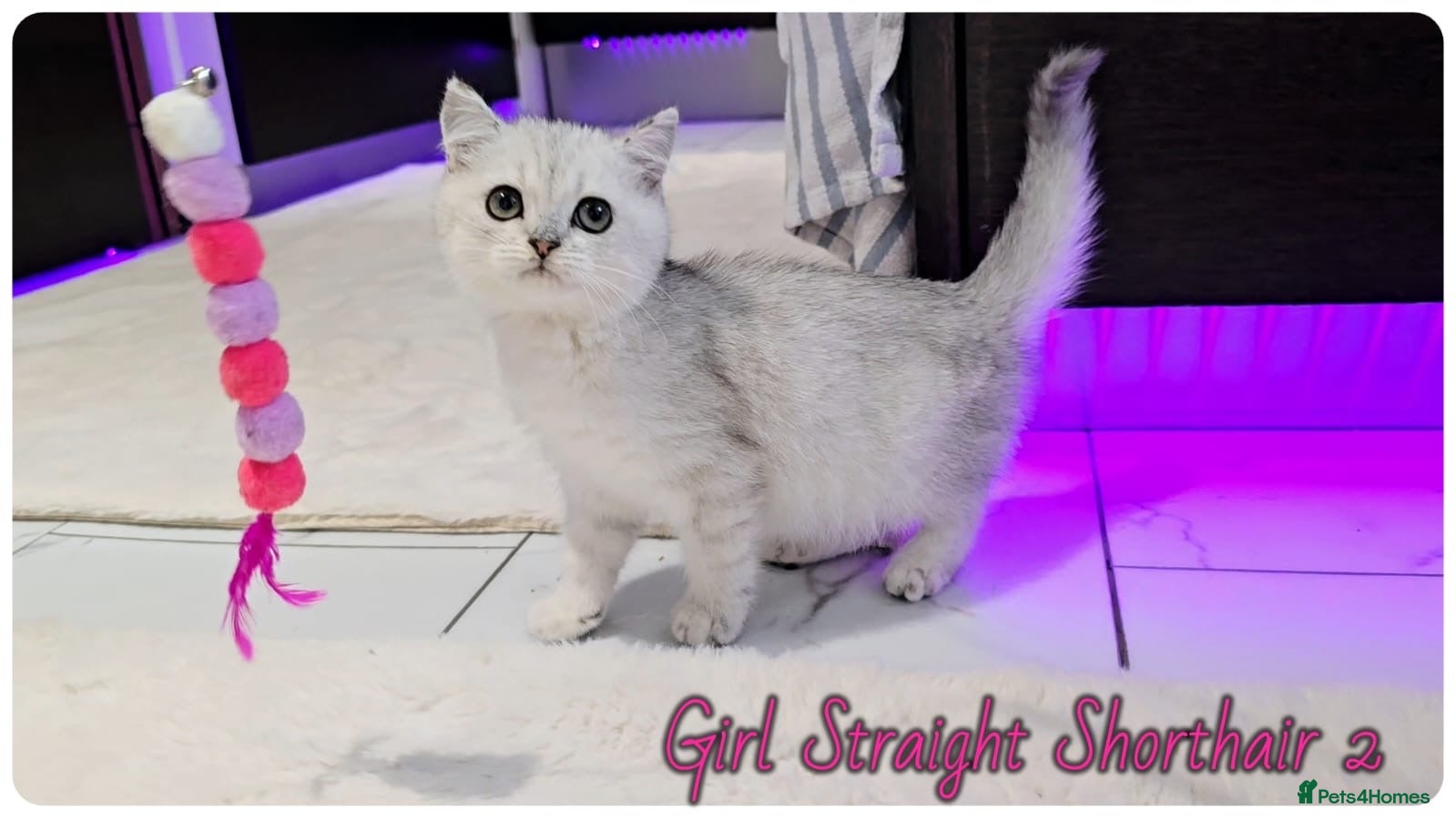 Scottish Fold cats Scottish Straight Girls kittens - Advert 2