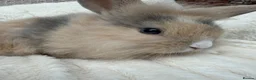 Mini Lop rabbits for sale: Mini lops Ready to go!  in Canterbury - Advert 31